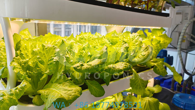 Agriculture Farming Equipments - เครื่องจักรการเกษตรสำหรับปลูกผัก ผักกาดหอม และสตรอว์เบอร์รี ระบบปลูกแนวตั้งแบบไฮโดรโปนิกส์