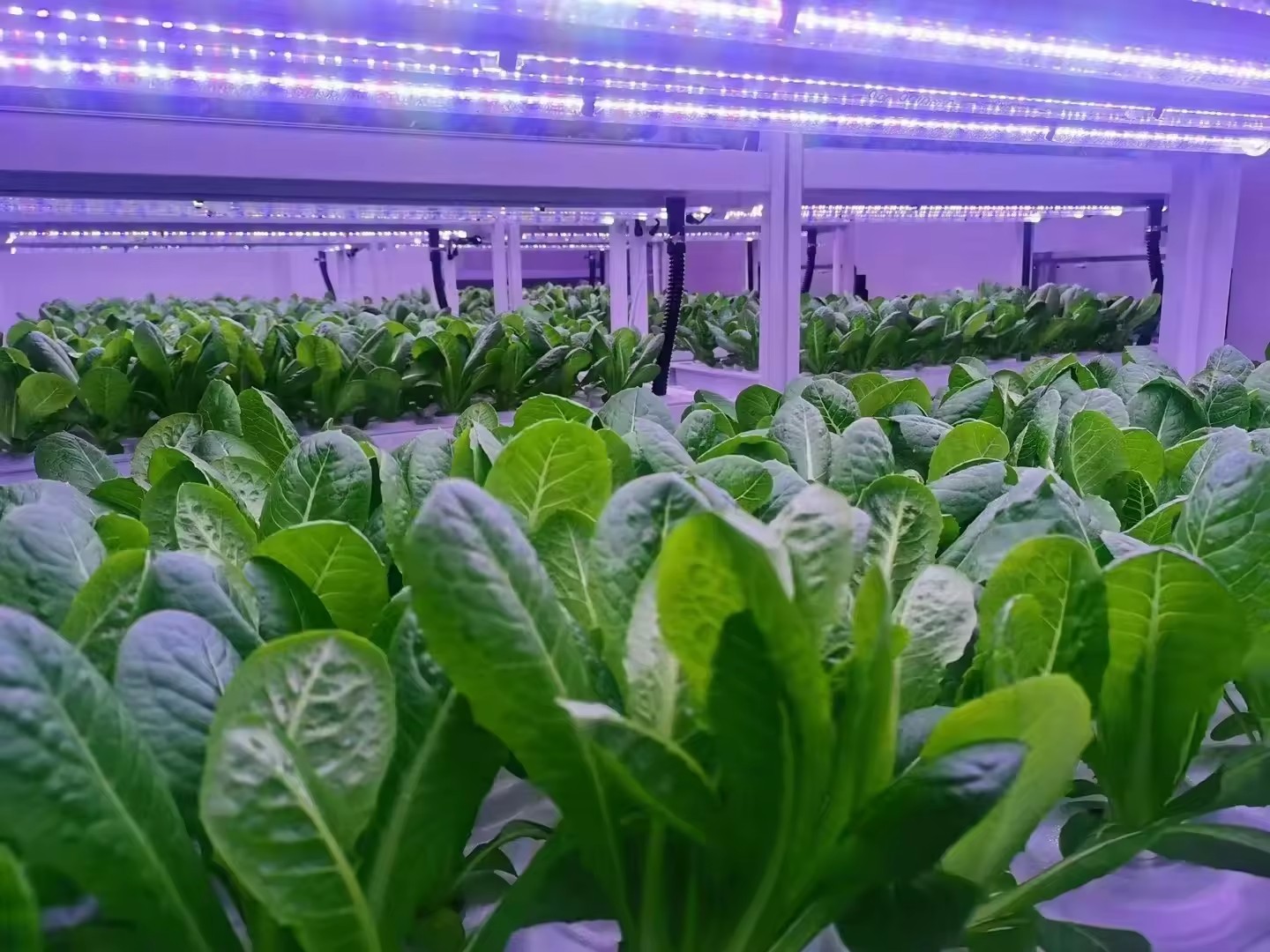 อุปกรณ์การเกษตรในโรงเรือนเพาะเ - Agriculture Farming Equipments บทวิจารณ์และราคา